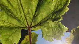 Grape Leaf With Veins